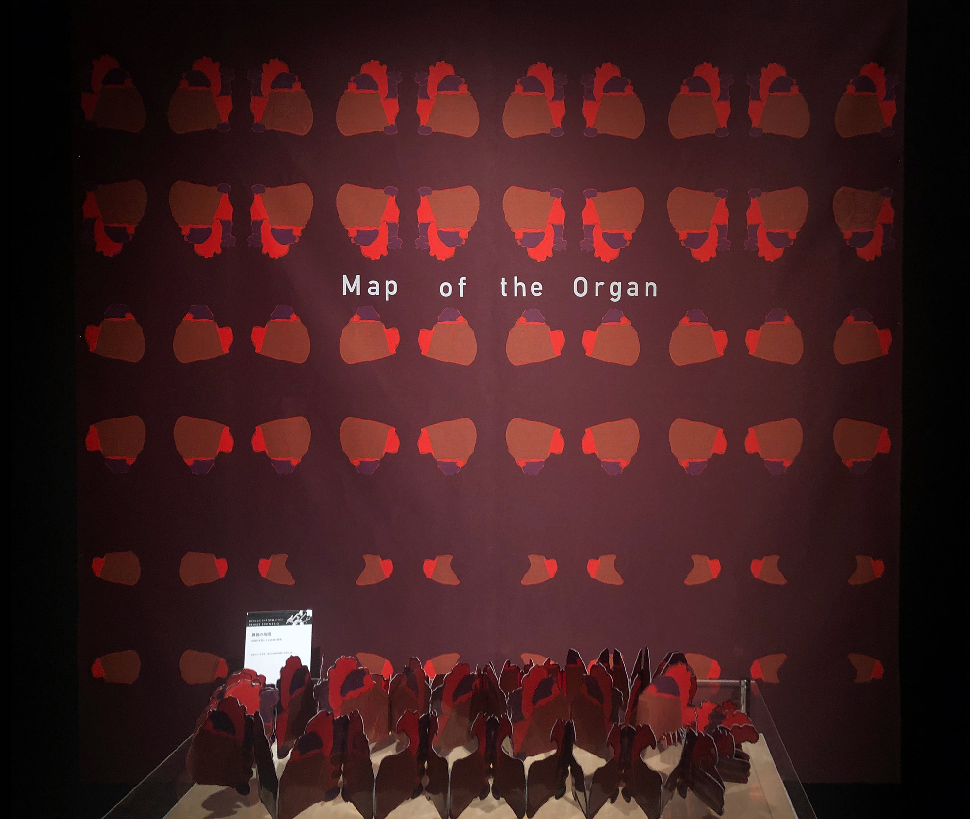 臓器の地図